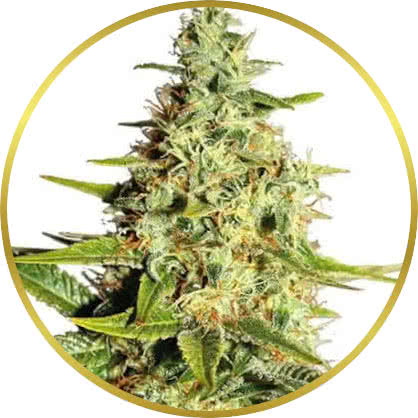 Afghan cannabis strain