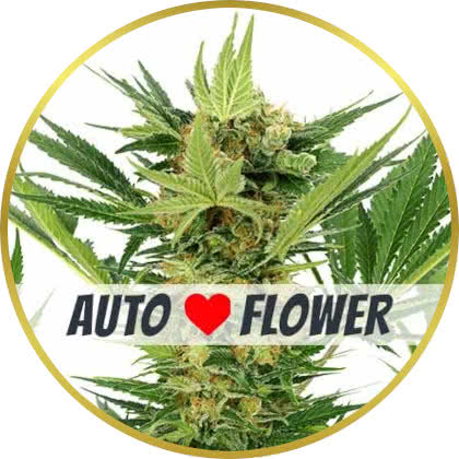 Ak 47 Auto cannabis strain