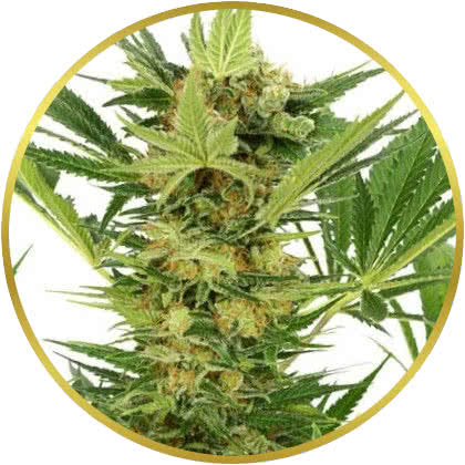 Ak 47 cannabis strain