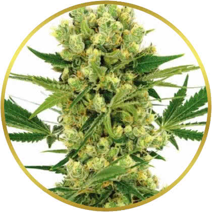 Amnesia Haze cannabis strain