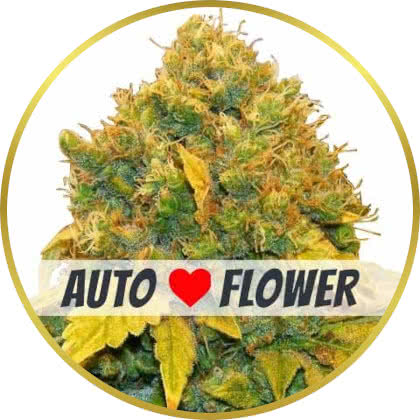 Banana Kush Auto cannabis strain