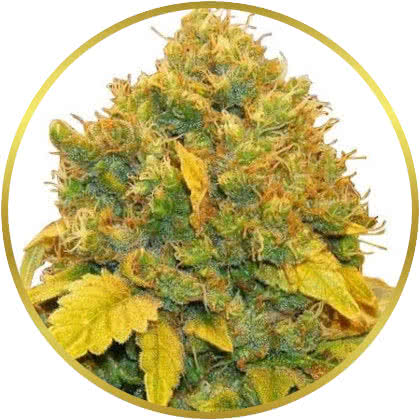 Banana Kush cannabis strain