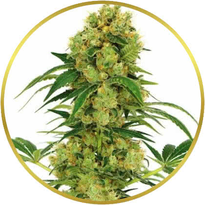 Big Bud cannabis strain