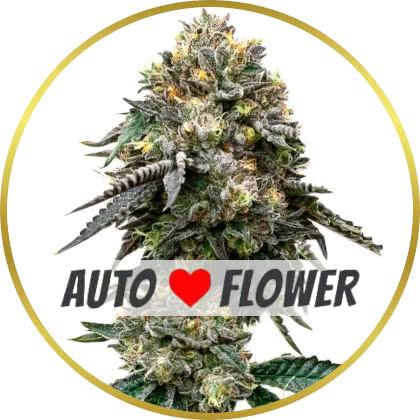 Blackberry Auto cannabis strain
