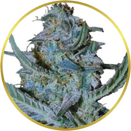 Blue Cheese cannabis strain