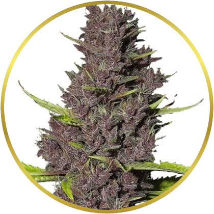 Blue Dream cannabis strain