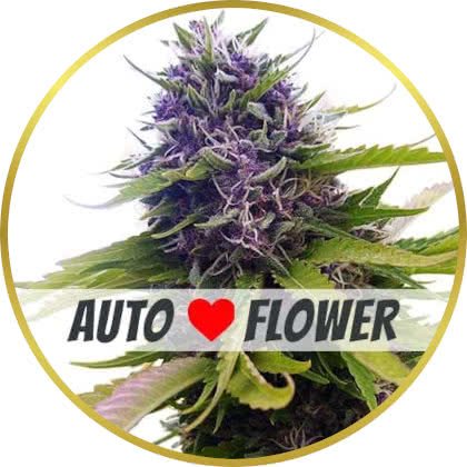 Blueberry Auto cannabis strain