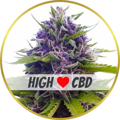Blueberry CBD cannabis strain