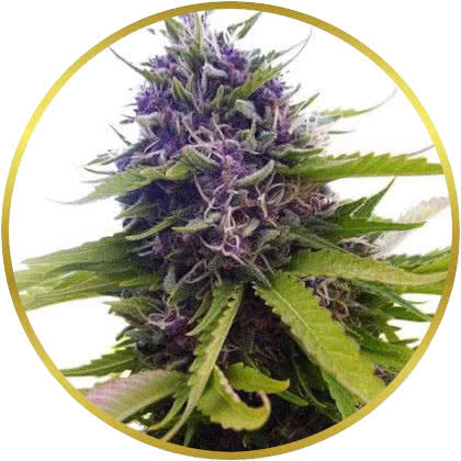 Blueberry cannabis strain
