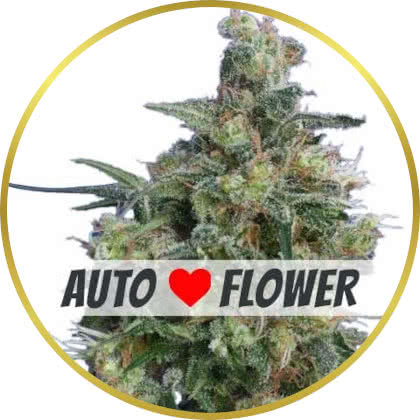 Bubba Kush Auto cannabis strain