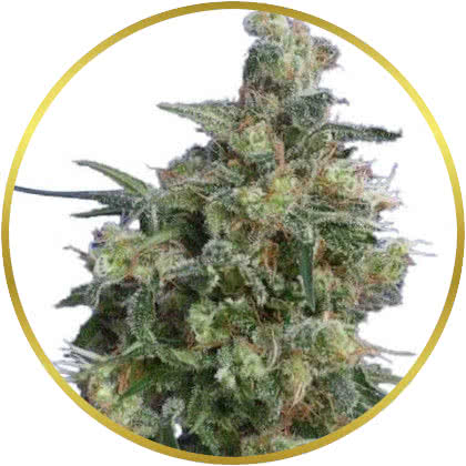 Bubba Kush cannabis strain