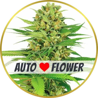 Bubble Gum Auto cannabis strain