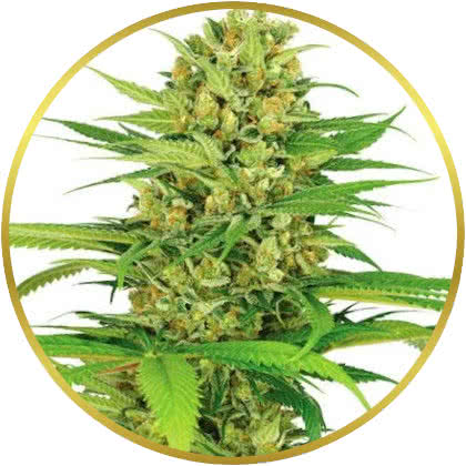 Bubble Gum cannabis strain