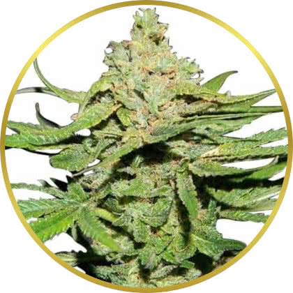 Cannatonic cannabis strain