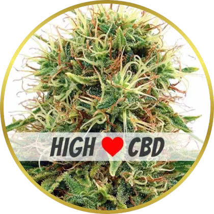 CBD Kush cannabis strain