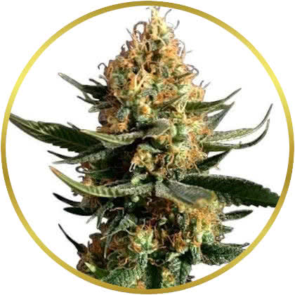 Chemdawg cannabis strain