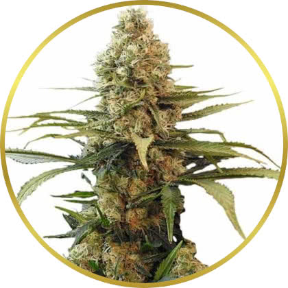 Chronic Widow cannabis strain