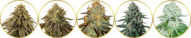 top-ranked list of the best cannabis strains for craft growers