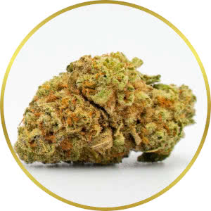 Critical Mass CBD Autoflower strain bud closeup