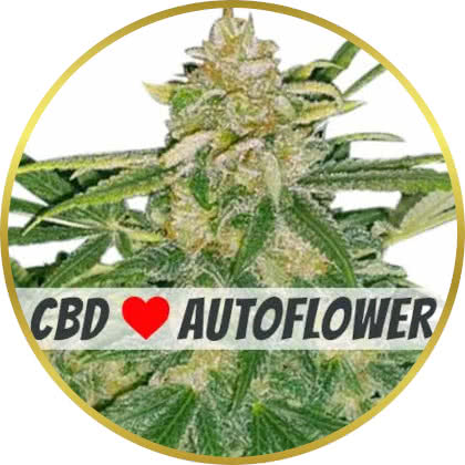 Critical Mass CBD Auto cannabis strain