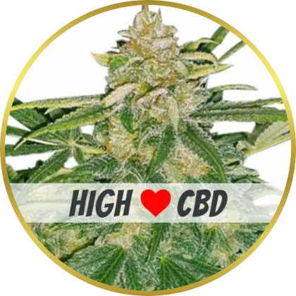 Critical Mass CBD cannabis strain