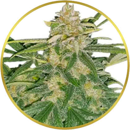 Critical Mass cannabis strain