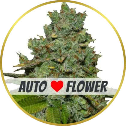 Do Si Dos Auto cannabis strain