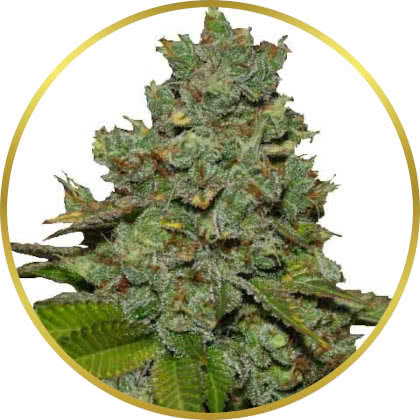 Do Si Dos cannabis strain