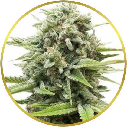 Fire OG cannabis strain