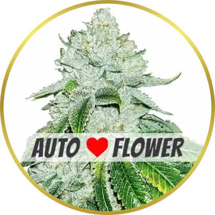 Gelato Auto cannabis strain