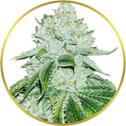 Gelato cannabis strain