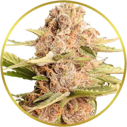 Girl Scout Cookies cannabis strain