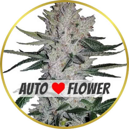 Gorilla Glue Auto cannabis strain