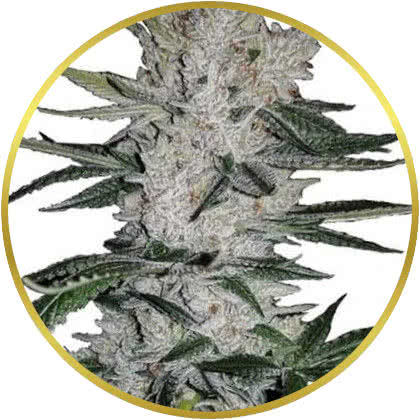Gorilla Glue cannabis strain