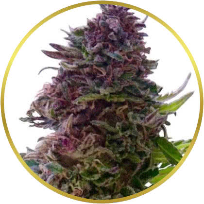 Grand Daddy Purple cannabis strain