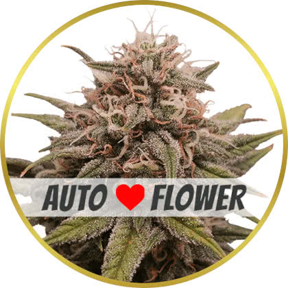 Grape Octane Auto cannabis strain