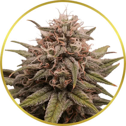 Grape Octane cannabis strain