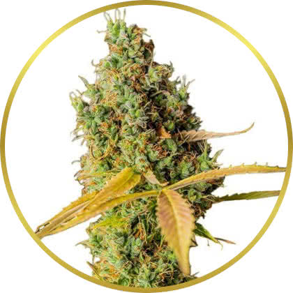 Grapefruit cannabis strain