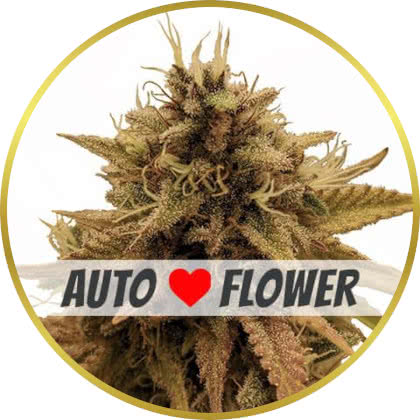 Grapericot Pie Auto cannabis strain