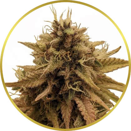 Grapericot Pie cannabis strain
