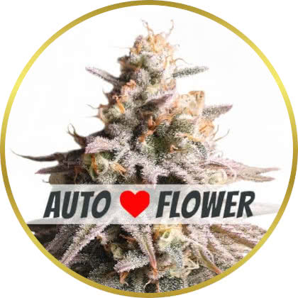 Gushers Auto cannabis strain
