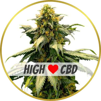 Harlequin cannabis strain