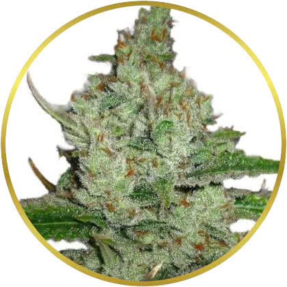 Hindu Kush cannabis strain