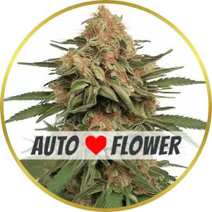 LA Kush Cake Autoflower Seeds for sale from ILGM
