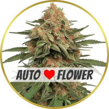 La Kush Cake Auto cannabis strain