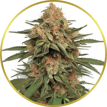 La Kush Cake cannabis strain