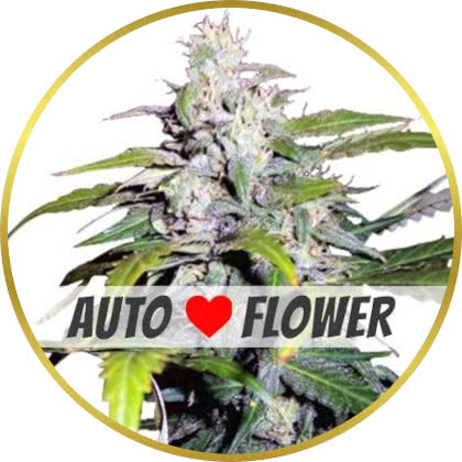 Lowryder Auto cannabis strain