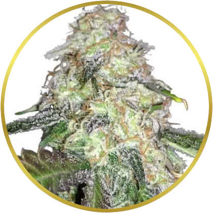 LSD cannabis strain