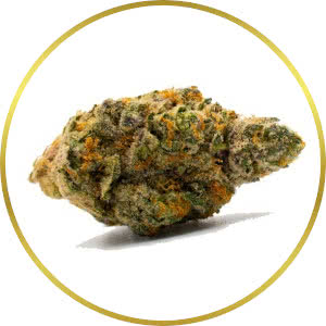 MAC strain bud closeup