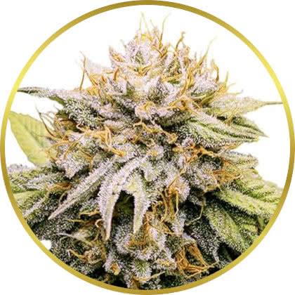 Mango Kush cannabis strain